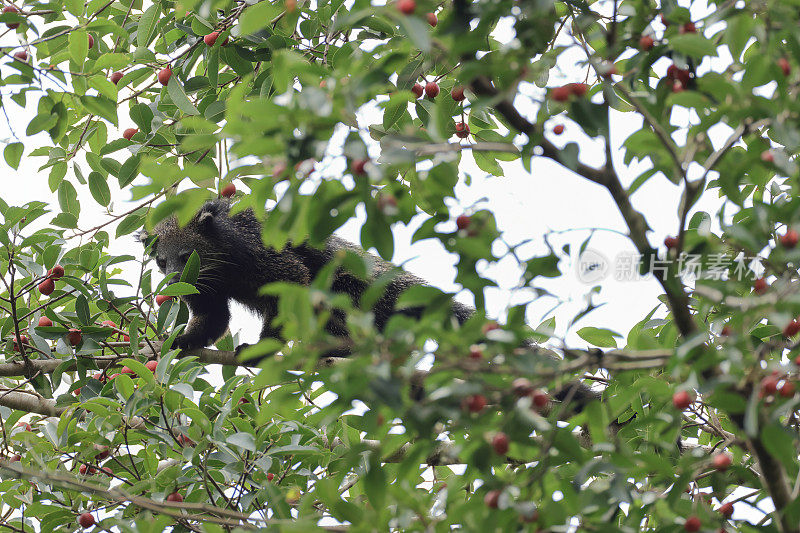 动物:成年熊狸(Arctictis Binturong)，又名熊狸。